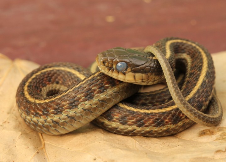 Coast Garter Snake